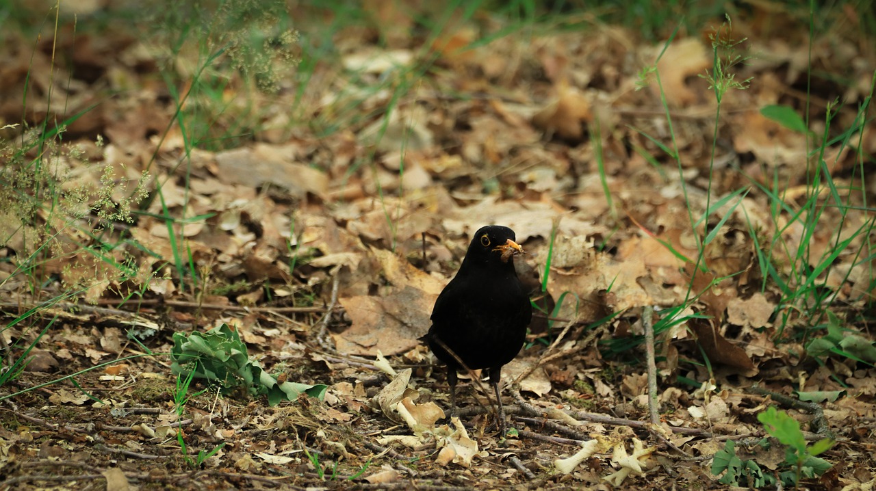 blackbird  food  hunger free photo