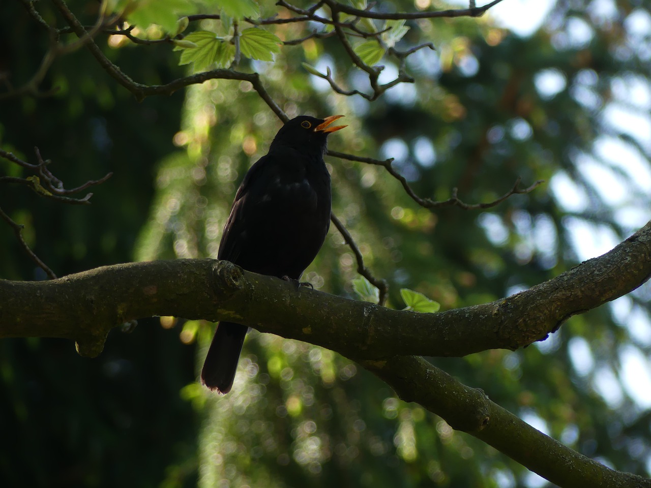 blackbird  bird  songbird free photo