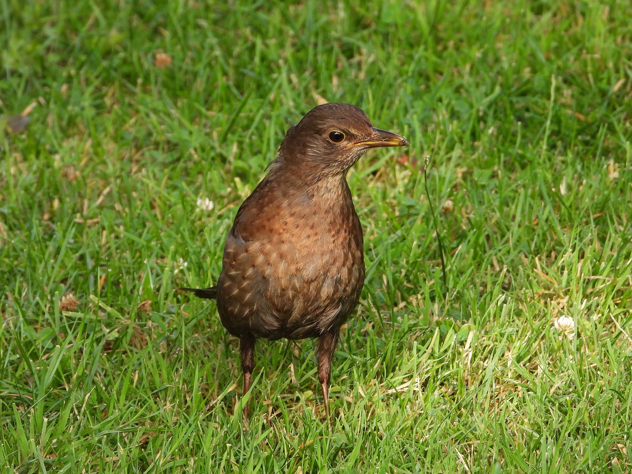 blackbird  female  bird free photo