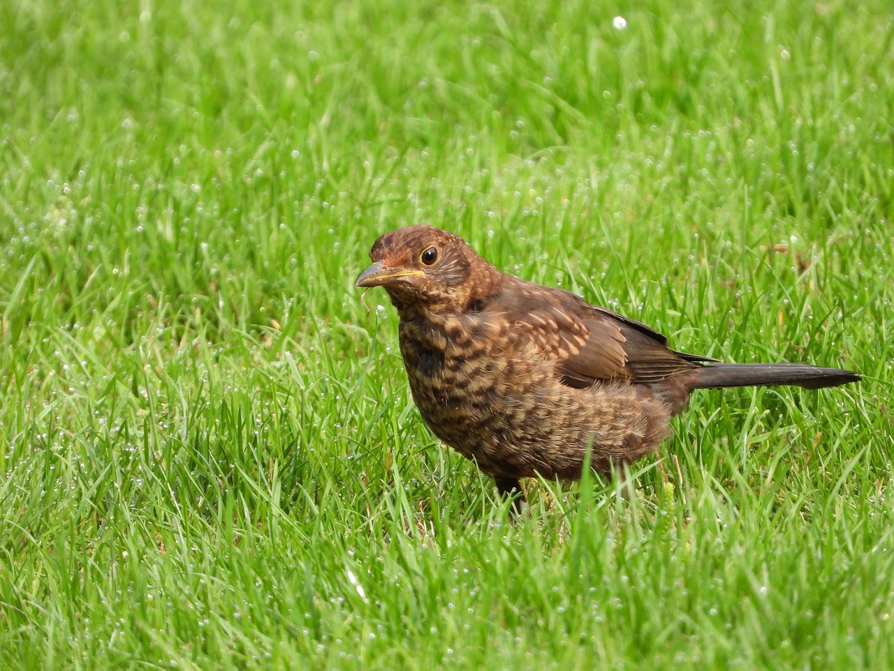 blackbird  female  bird free photo