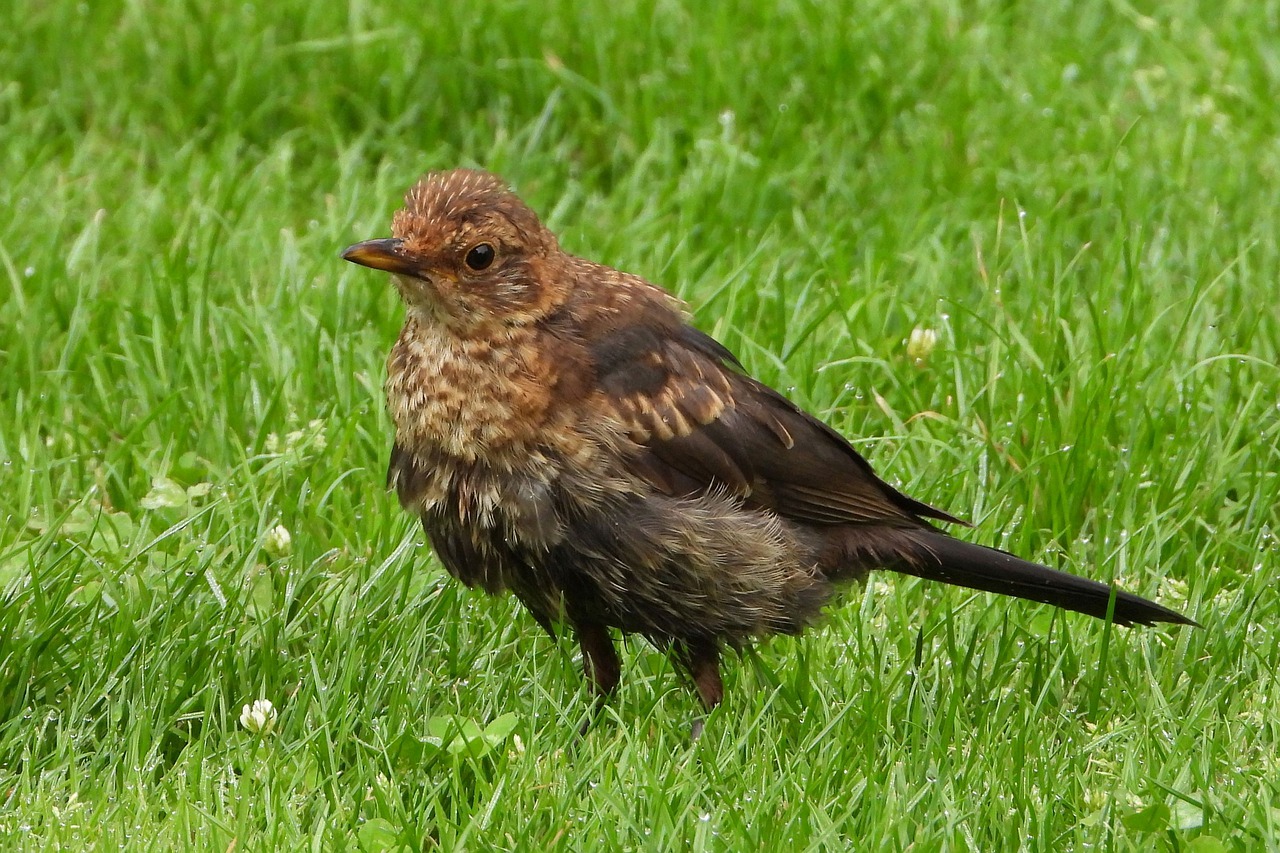 blackbird  female  bird free photo