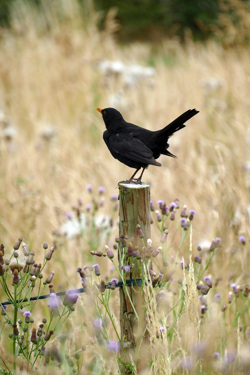 blackbird    fr merula free photo