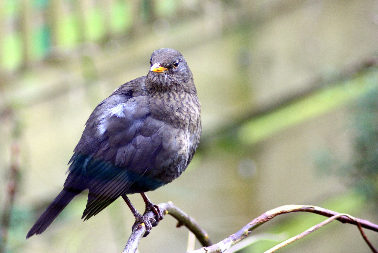 blackbird beak feathers free photo