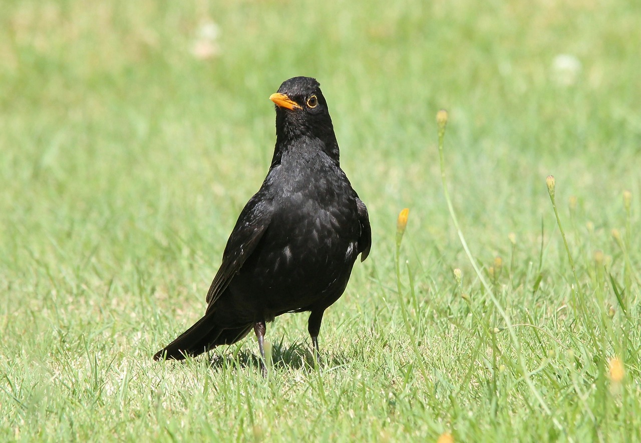 blackbird turdus merula true free photo