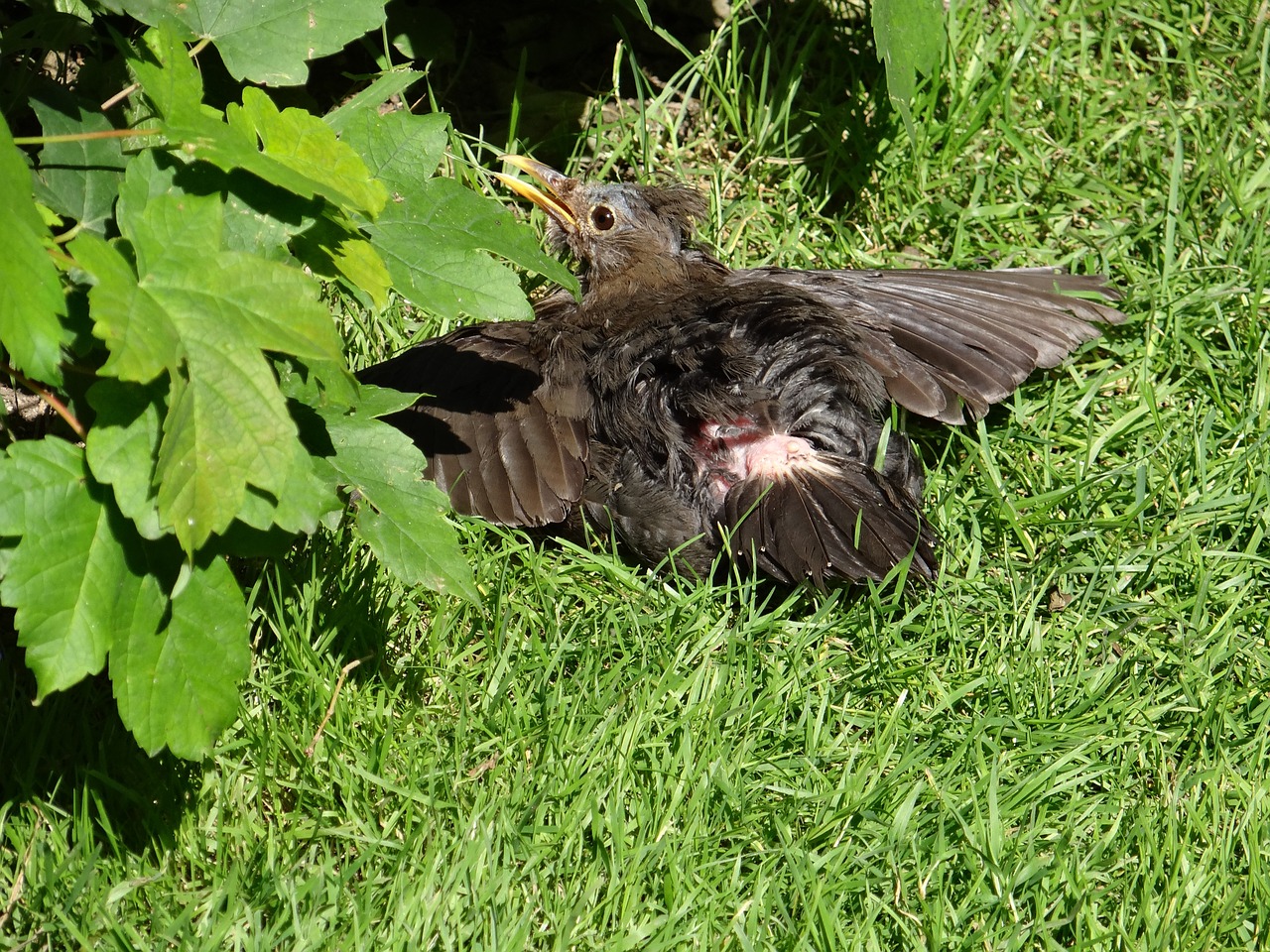 blackbird bird sun free photo