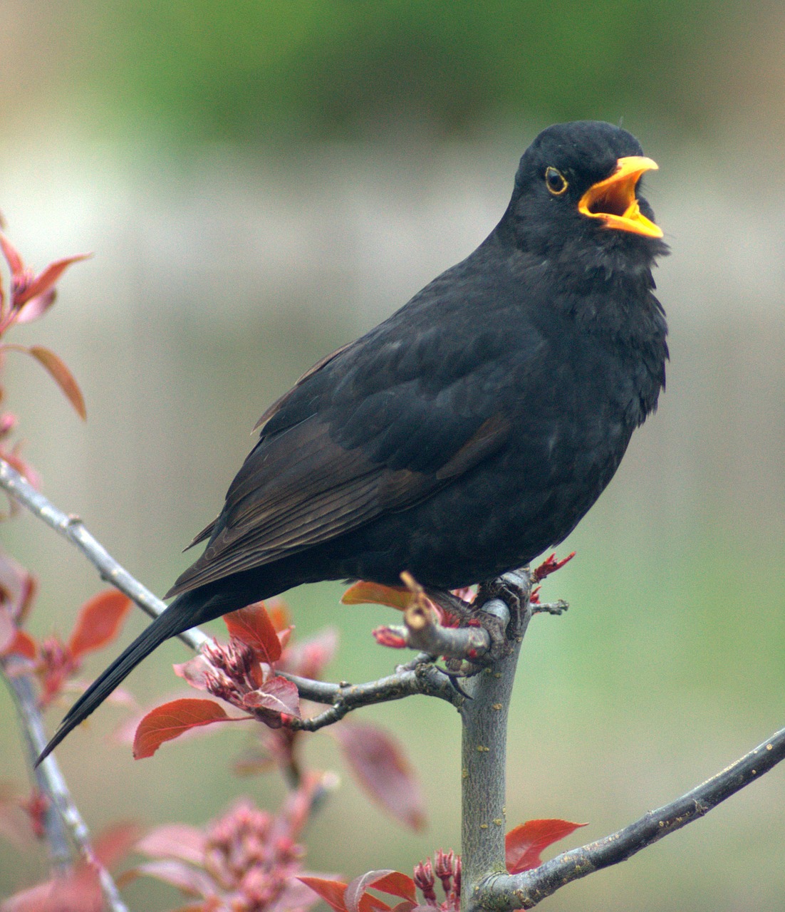blackbird bird call free photo