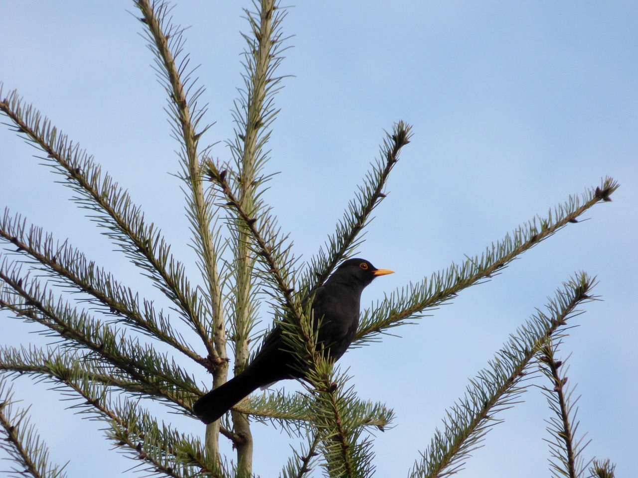 blackbird bird treetop free photo