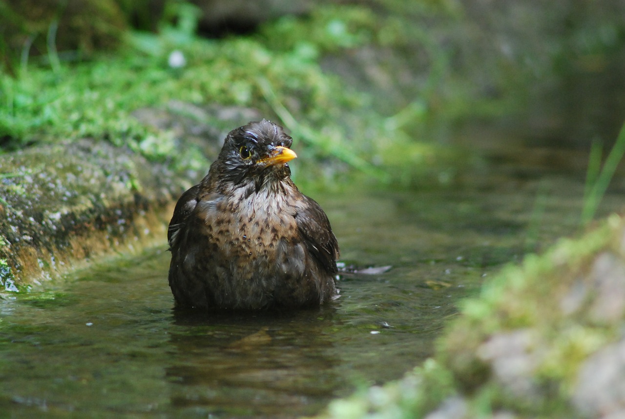 blackbird bird songbird free photo