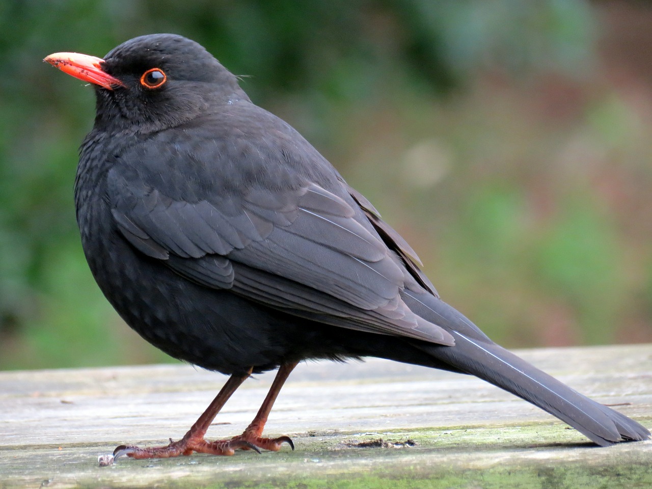 blackbird bird black free photo