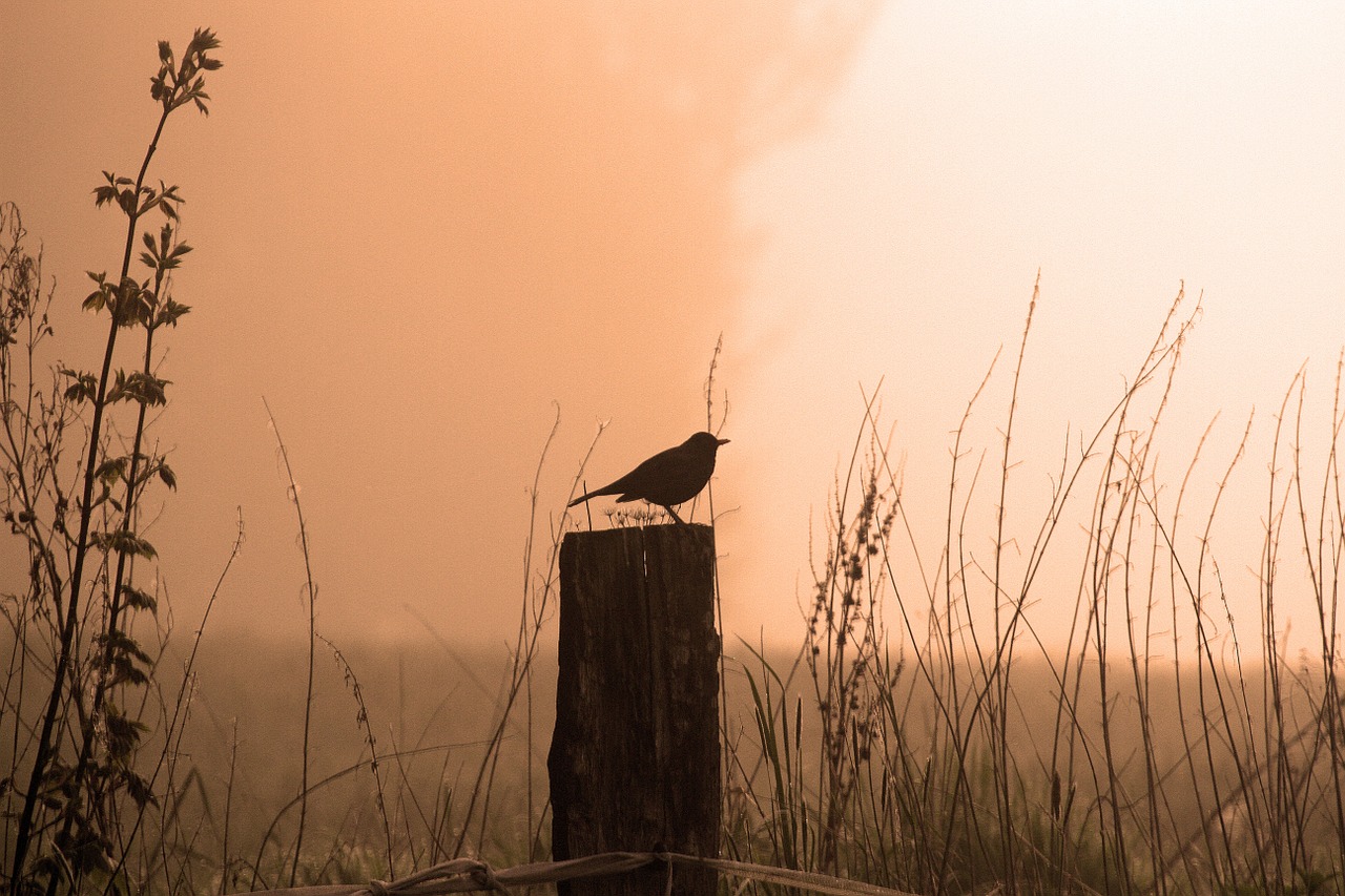 blackbird morning sunrise free photo