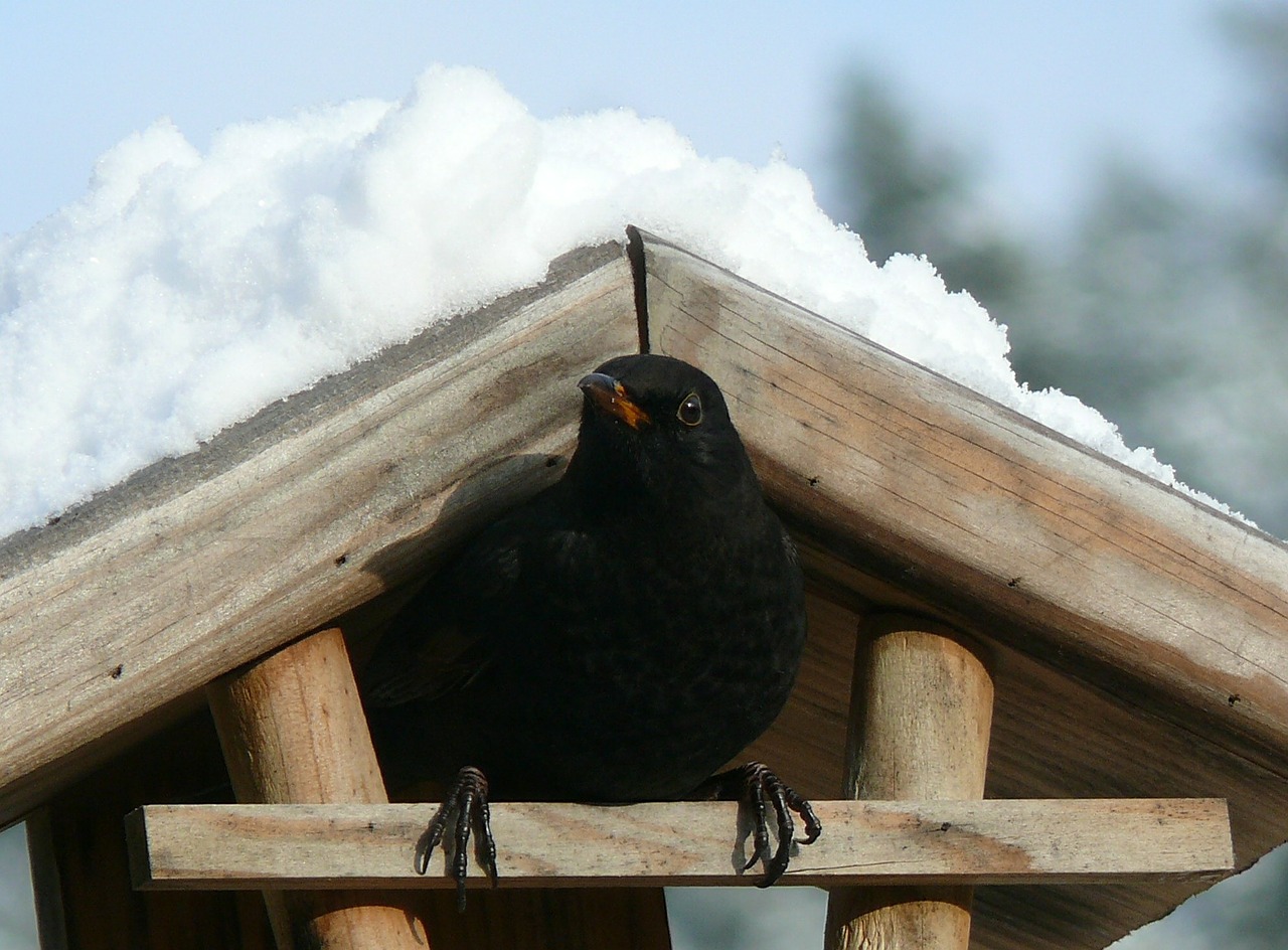 blackbird snow bird feeder free photo