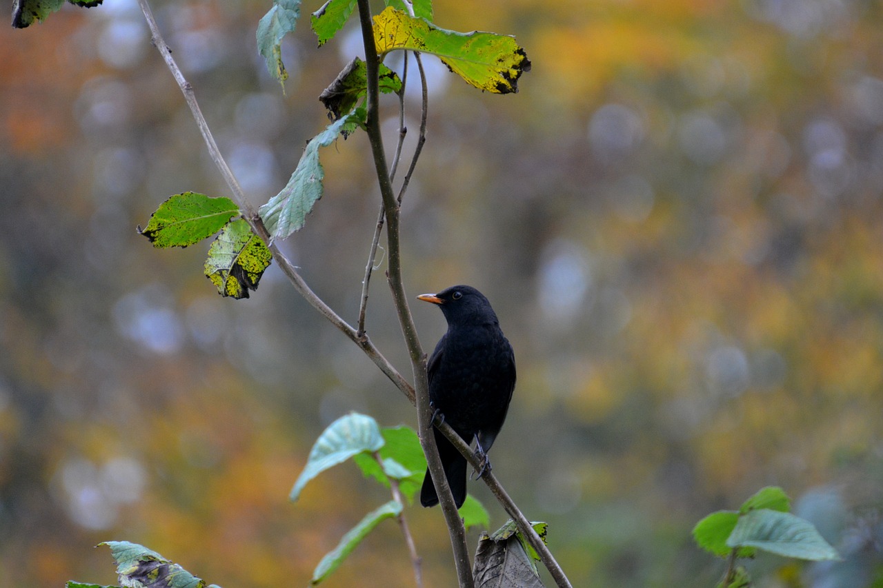 blackbird bird nature free photo