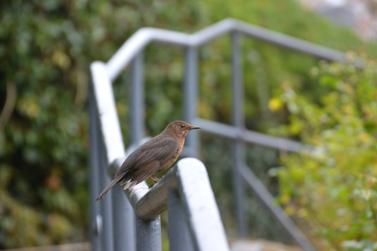 blackbird bird female free photo