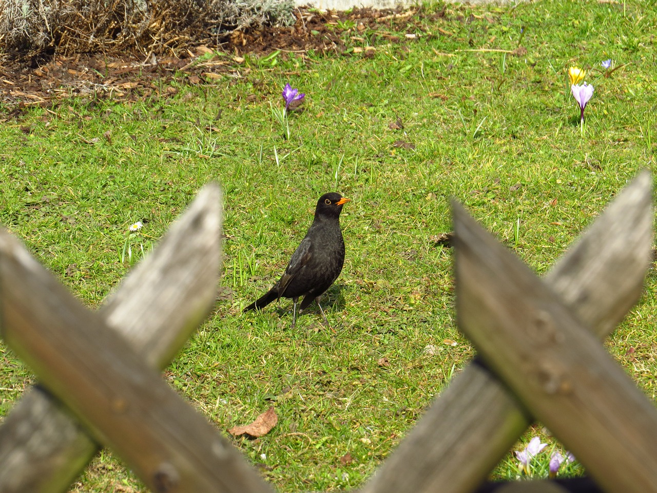 blackbird birds songbird free photo