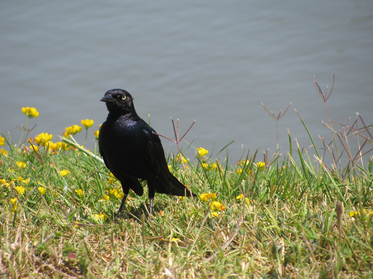 blackbird starling bird free photo