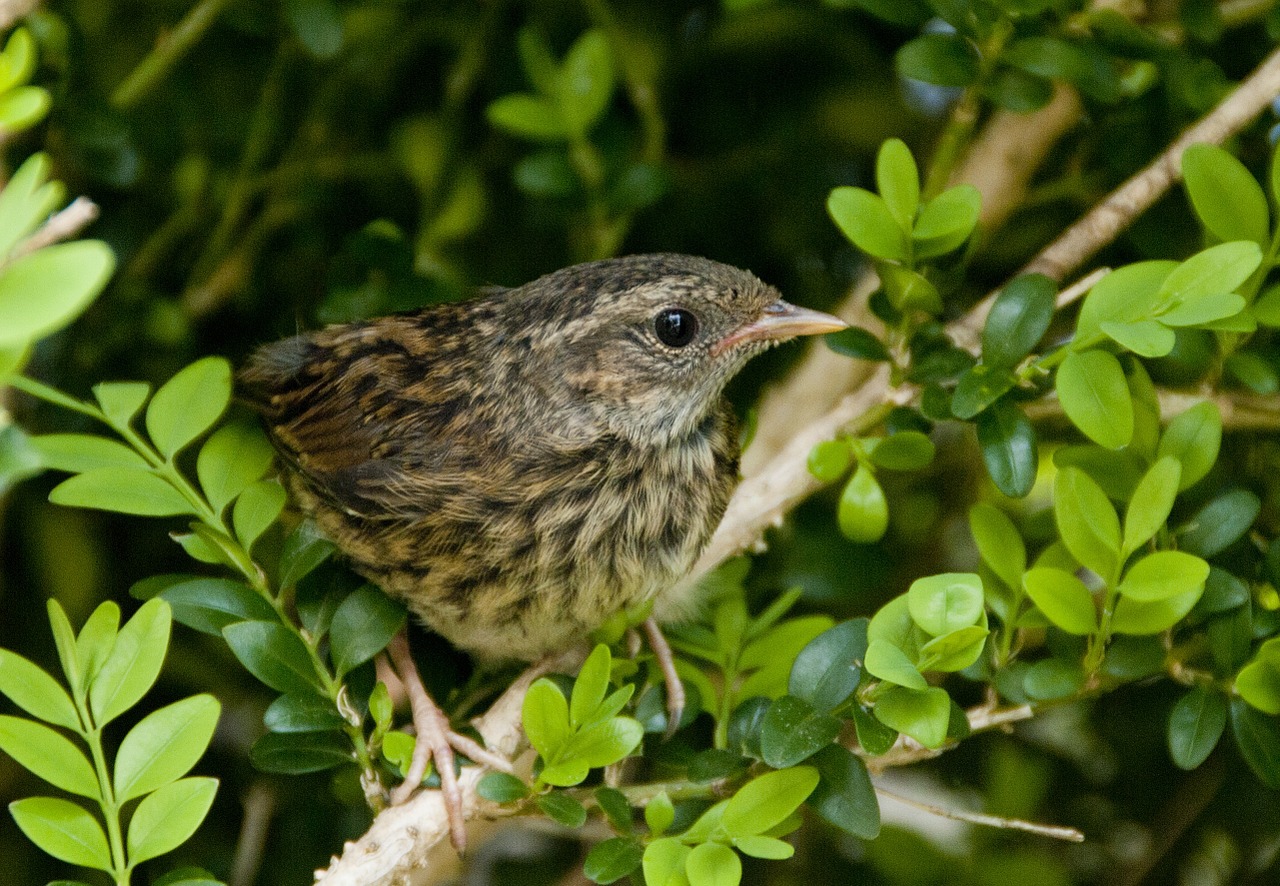 blackbird birds fledglings free photo