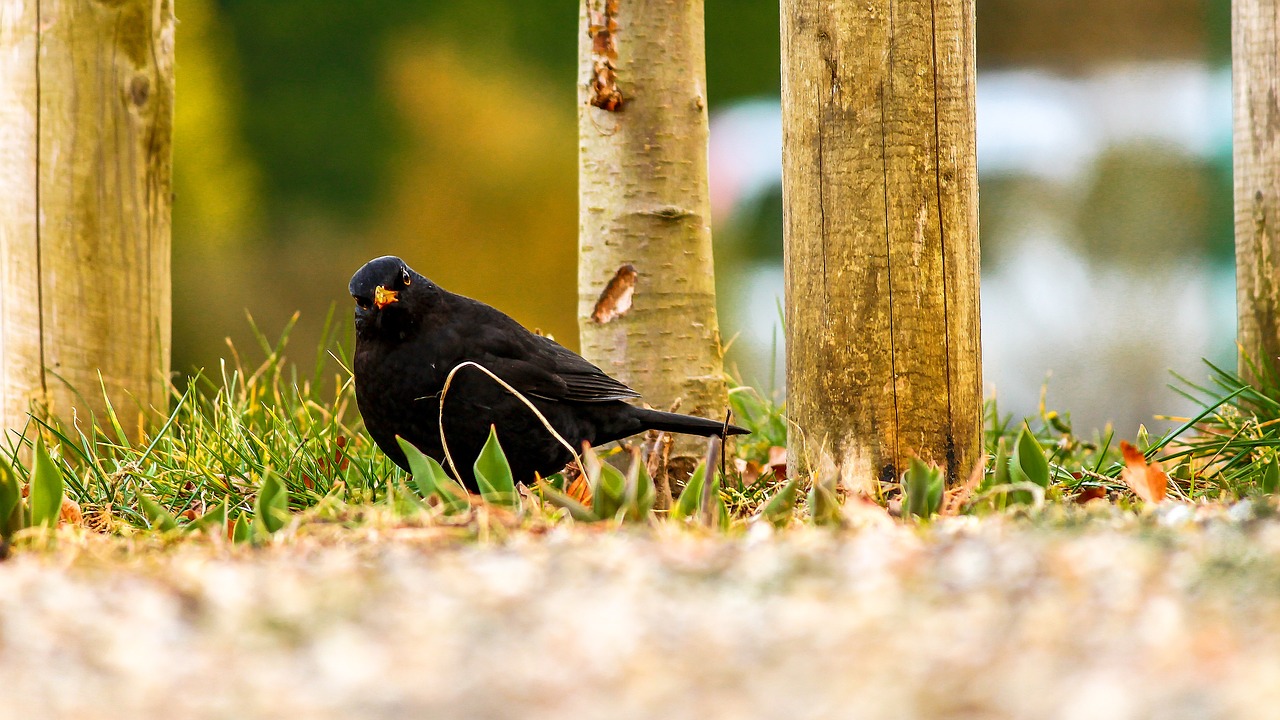 blackbird black animal free photo