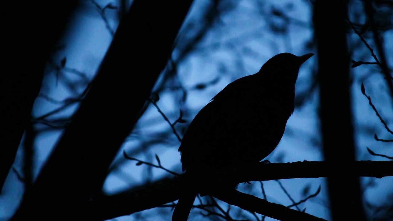 blackbird black animal free photo