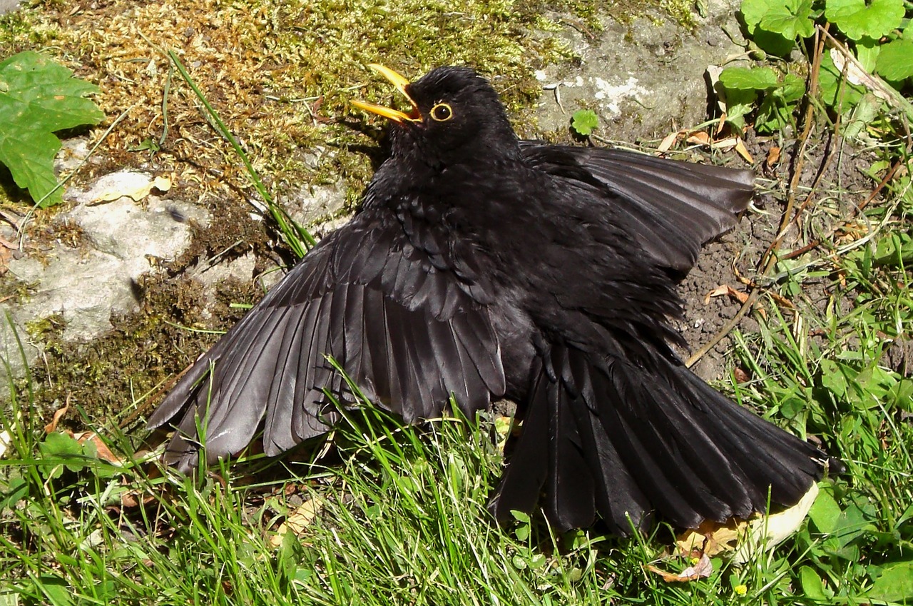 blackbird bird black free photo