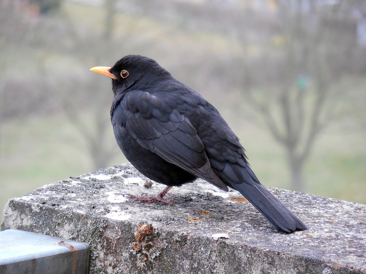 blackbird bird songbird free photo