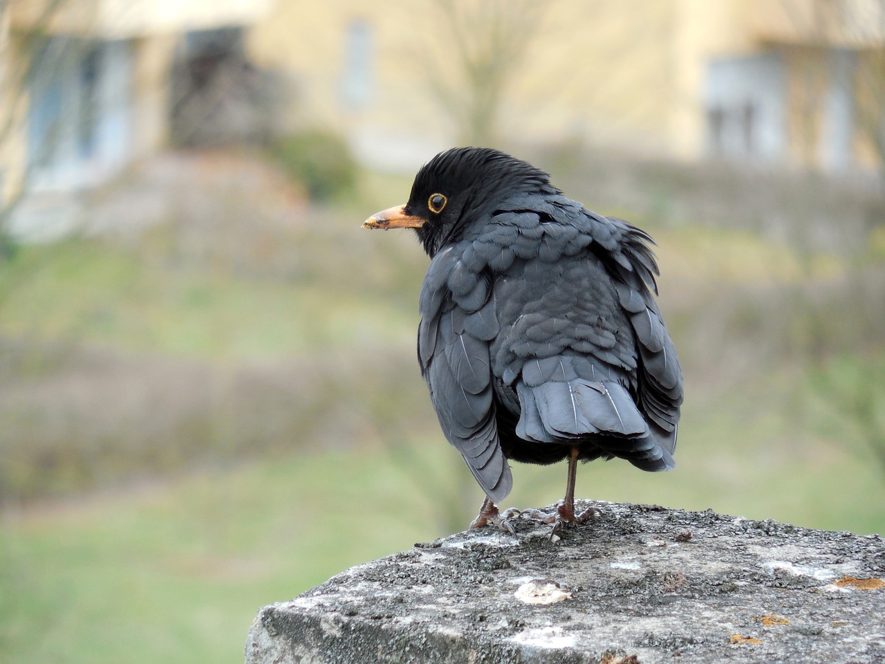 blackbird songbird bird free photo