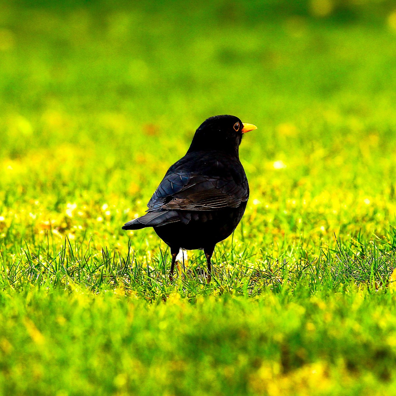 blackbird black animal free photo