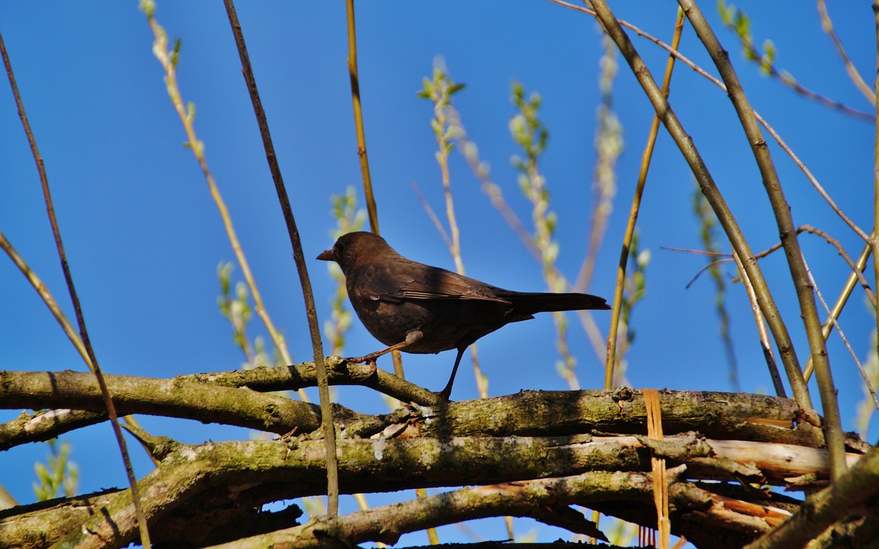blackbird bird black free photo
