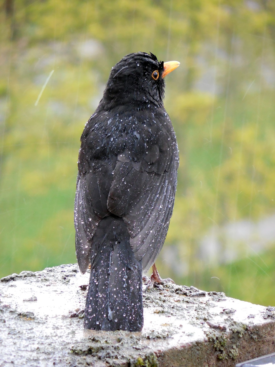 blackbird bird songbird free photo