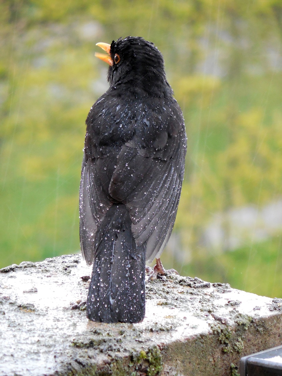 blackbird bird songbird free photo