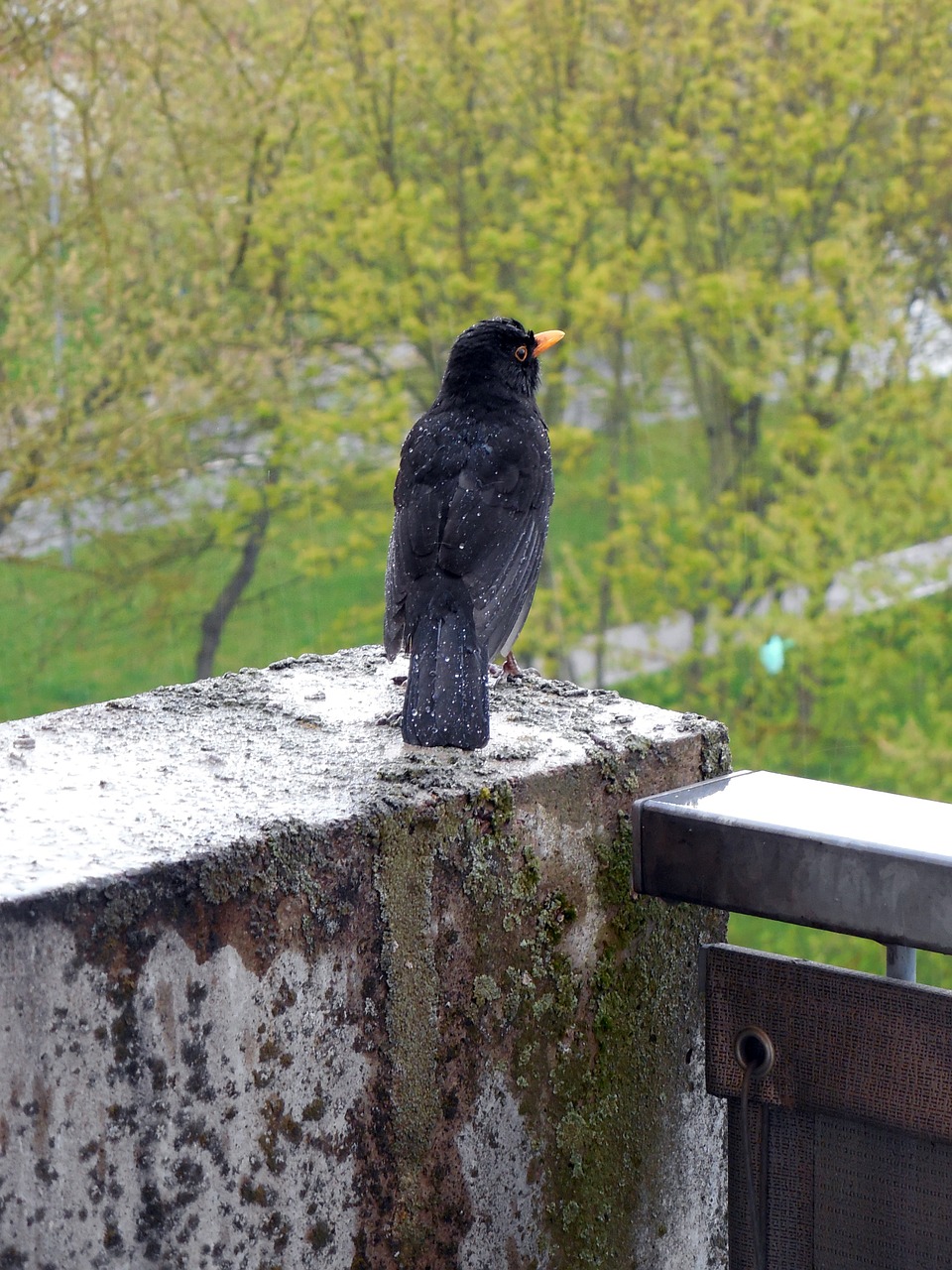 blackbird bird songbird free photo