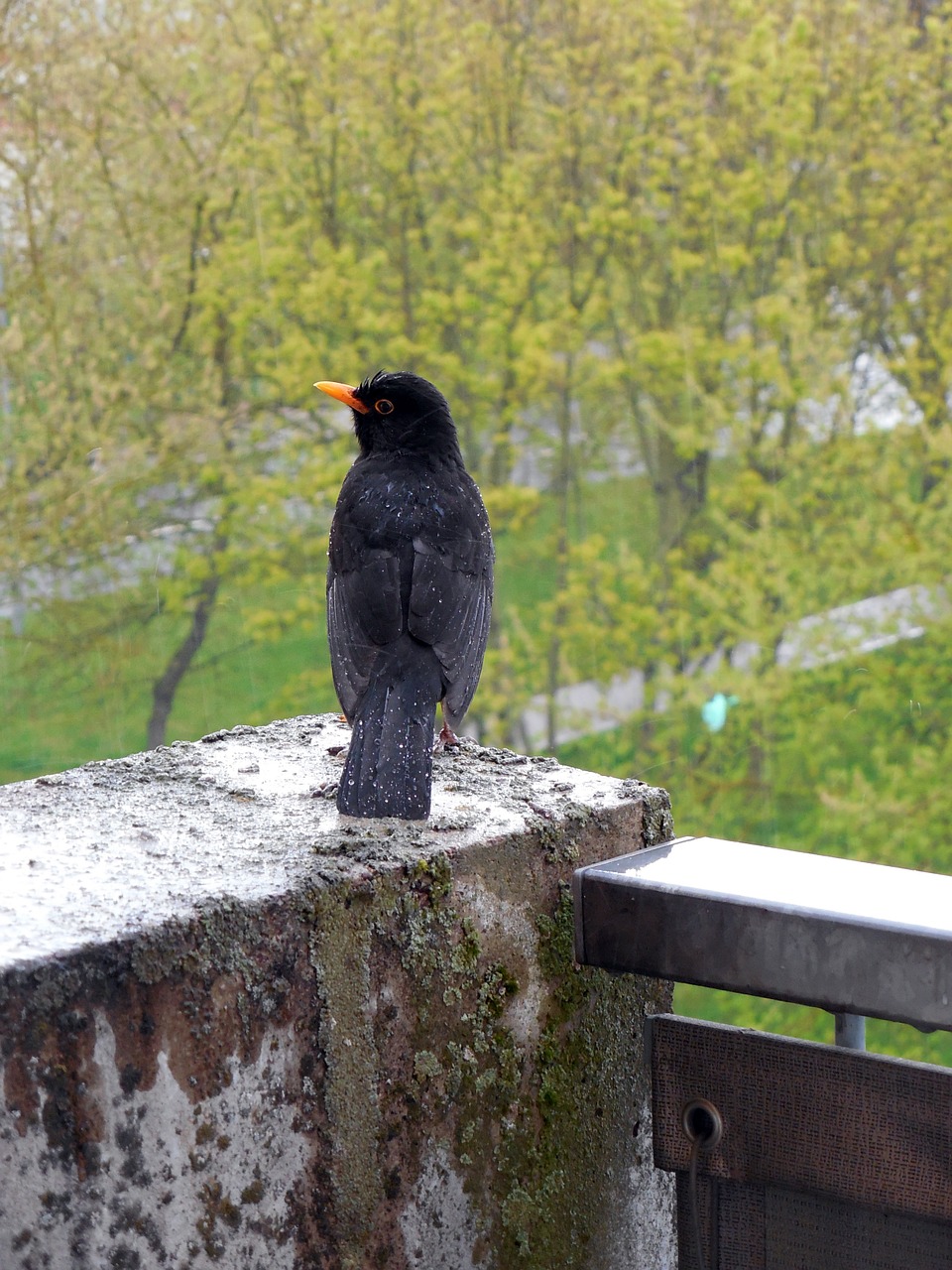 blackbird bird songbird free photo