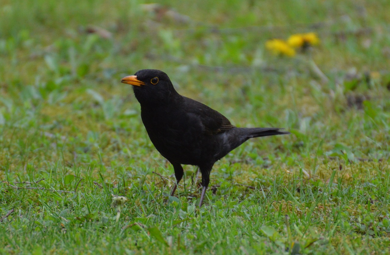 blackbird bird fly free photo