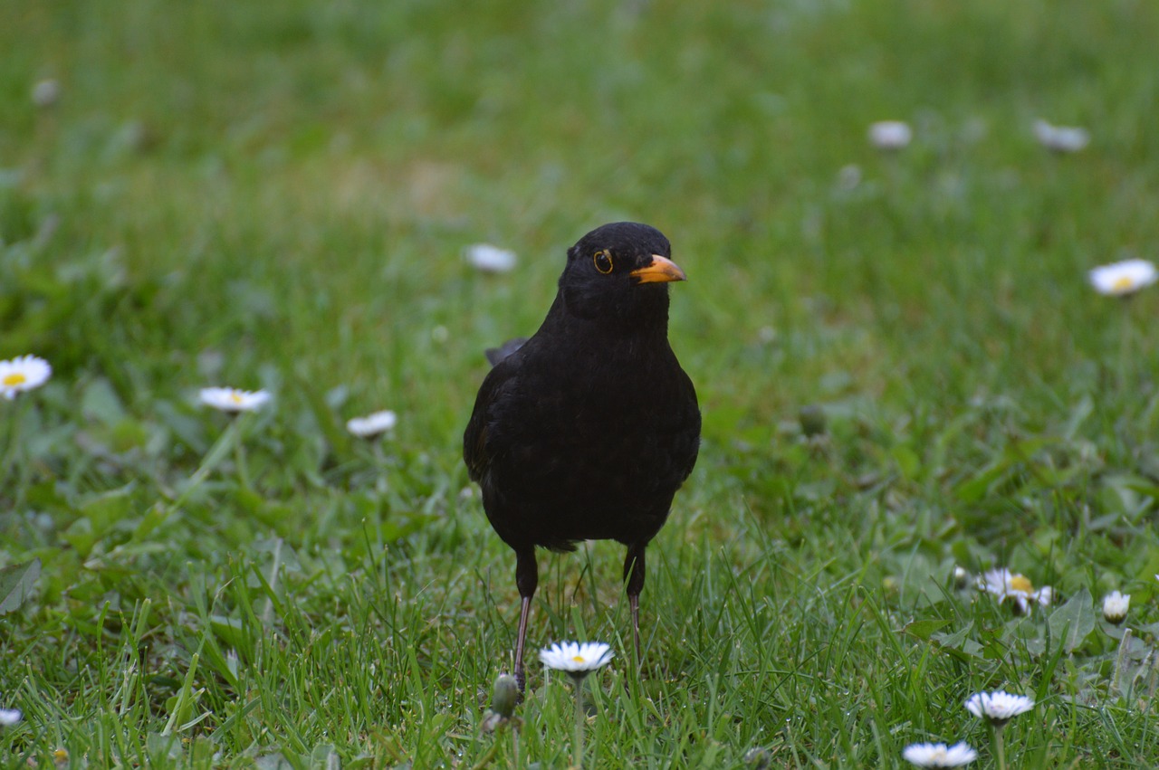 blackbird bird fly free photo