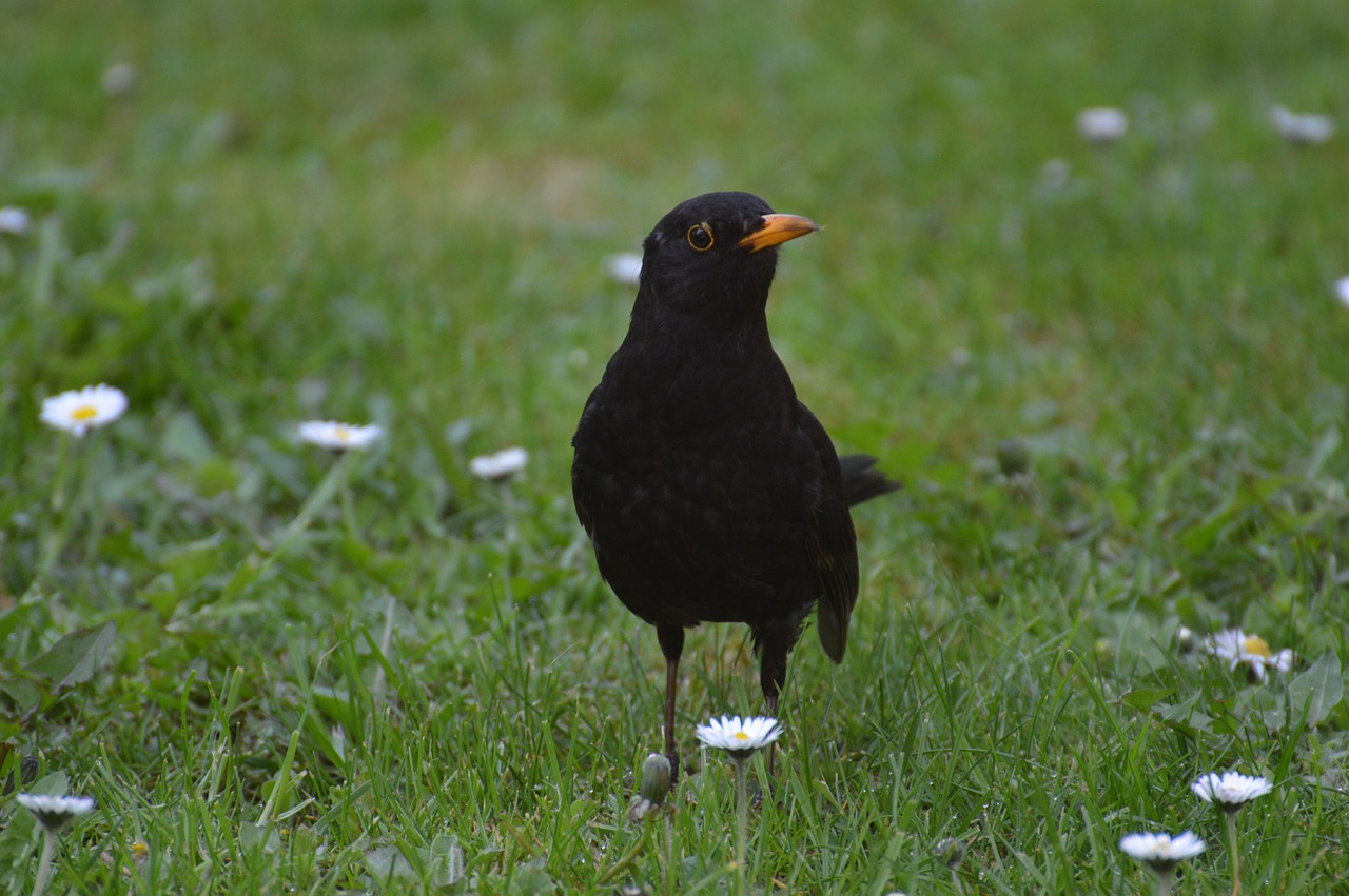 blackbird bird fly free photo