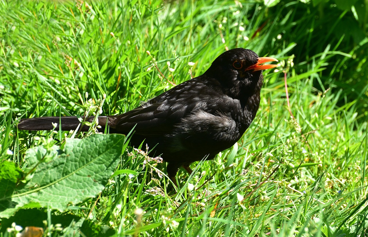 blackbird black bird free photo