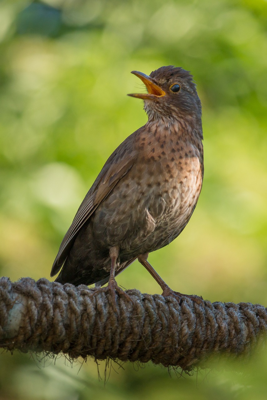 throttle bird brown free photo