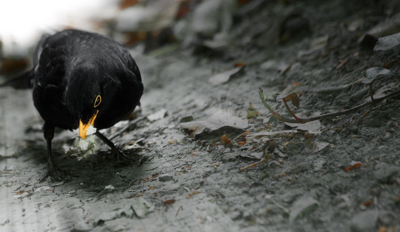 blackbird domestic birds bird free photo