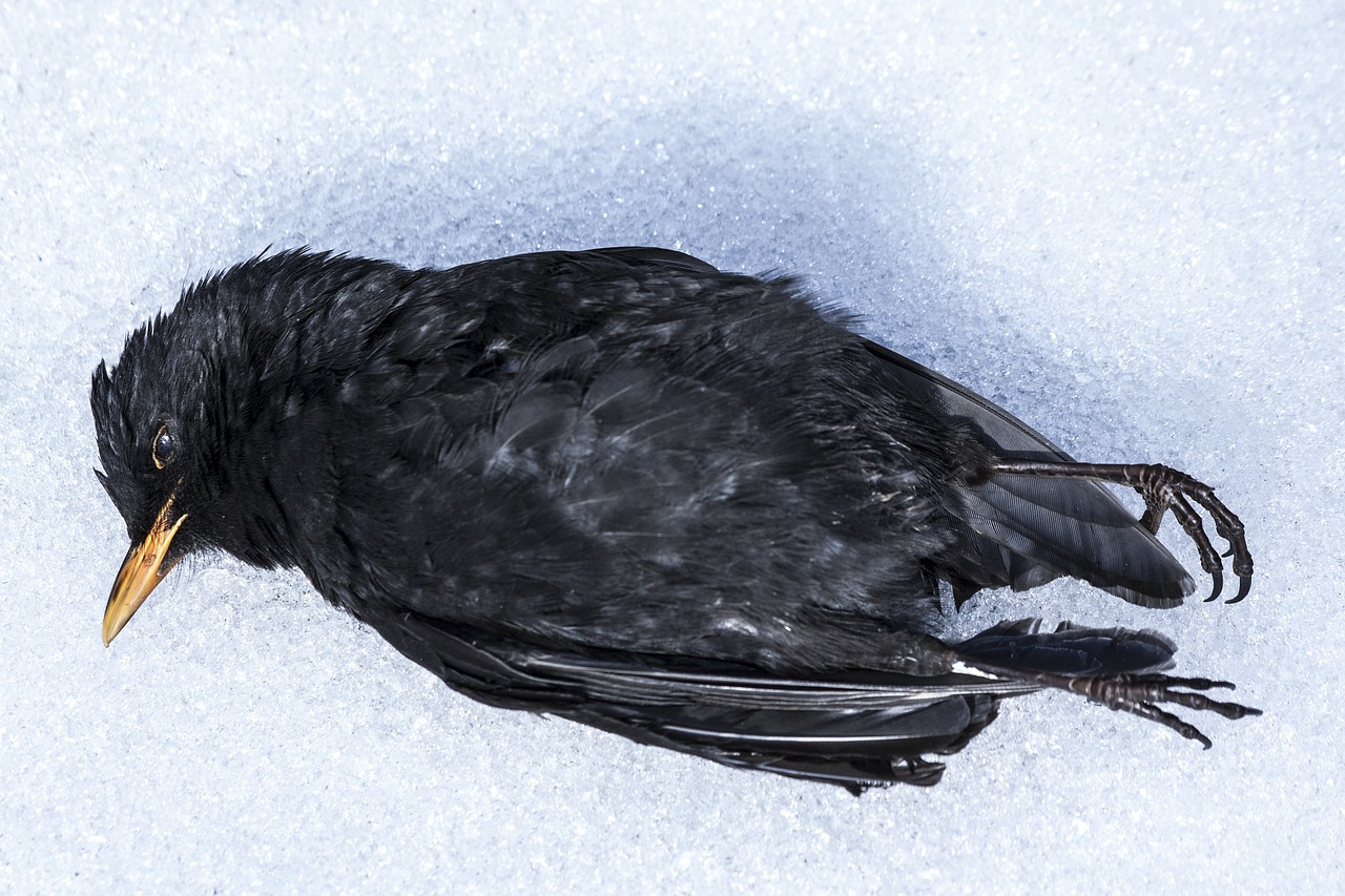 blackbird bird winter free photo
