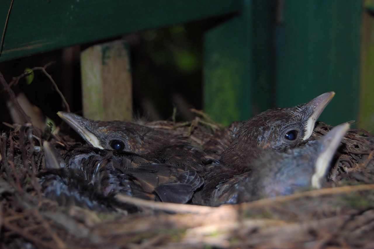 blackbird nest blackbirds nest free photo