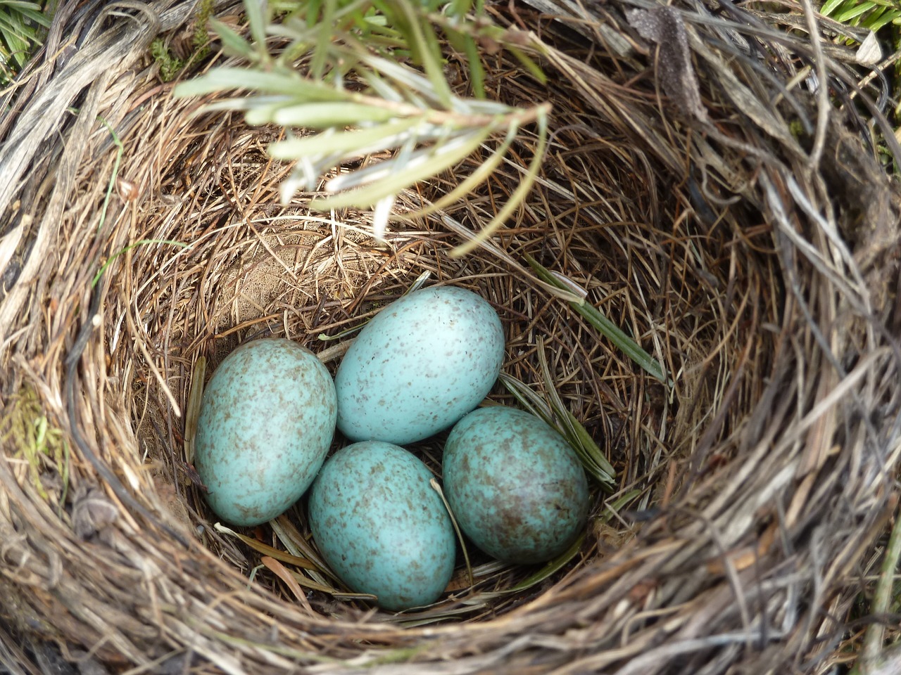 blackbird nest blackbird egg free photo