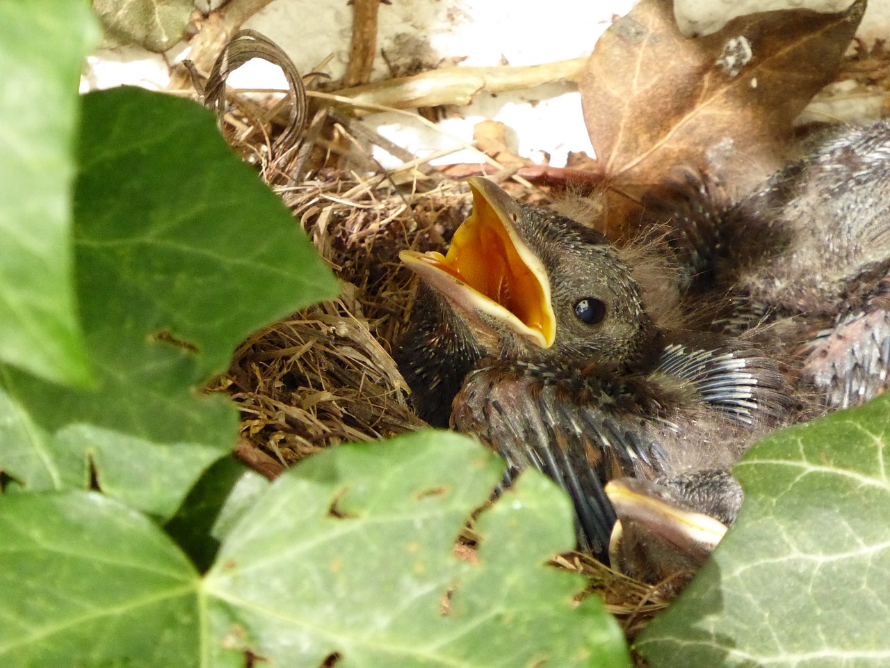 blackbird nest bird chicks free photo