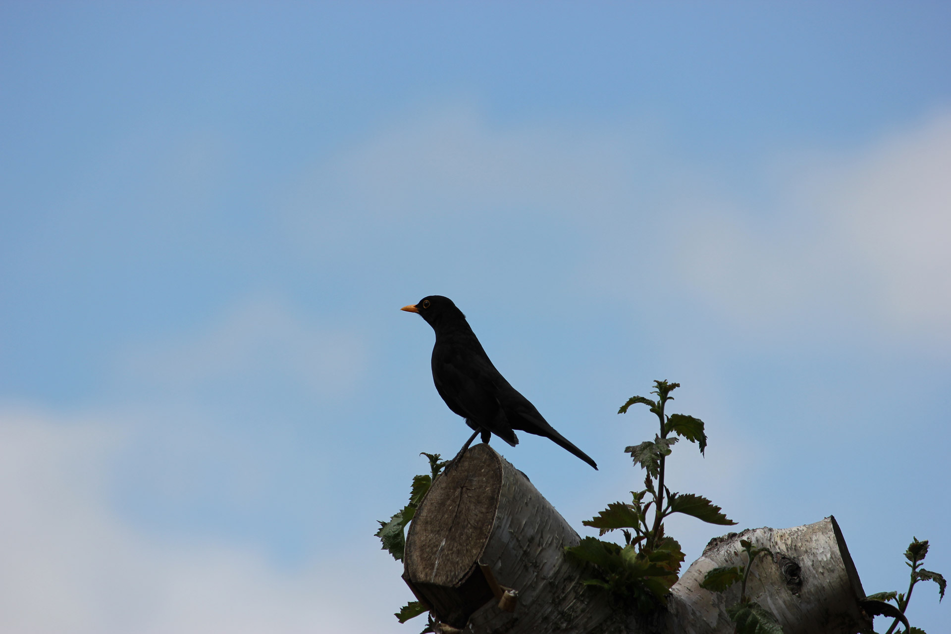 perch perched tree free photo