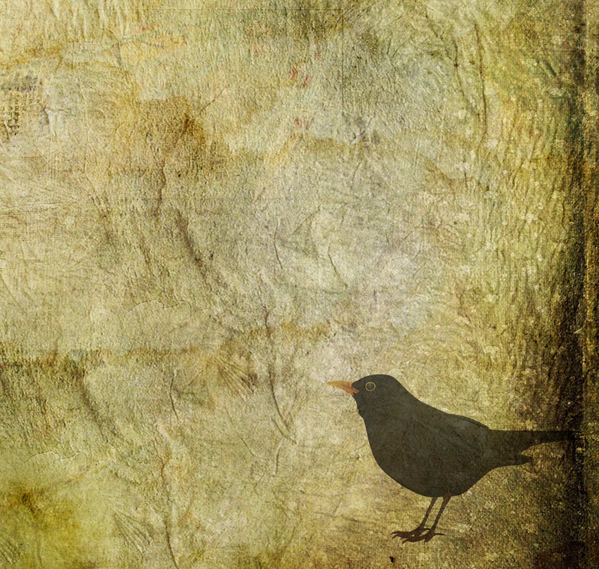 blackbird bird background free photo