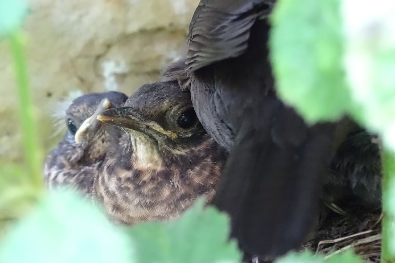 blackbird young nest bird's nest free photo