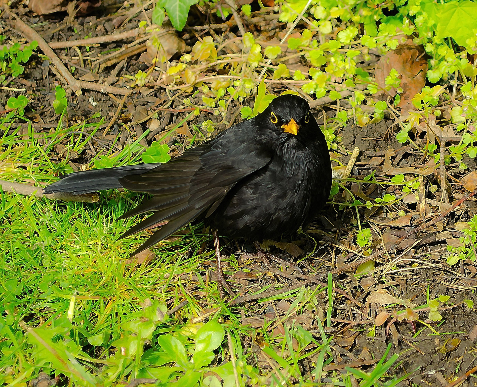 blackbird black bird free photo