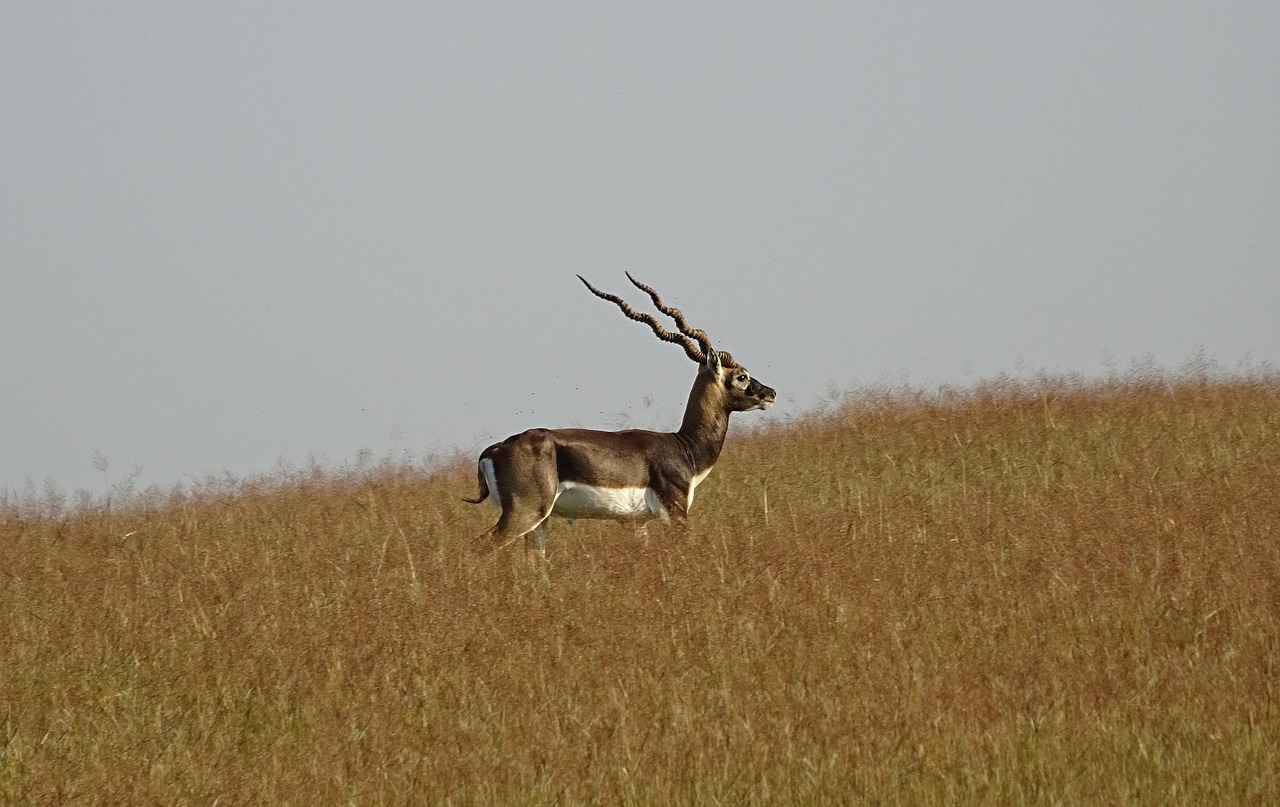 blackbuck antelope wild free photo