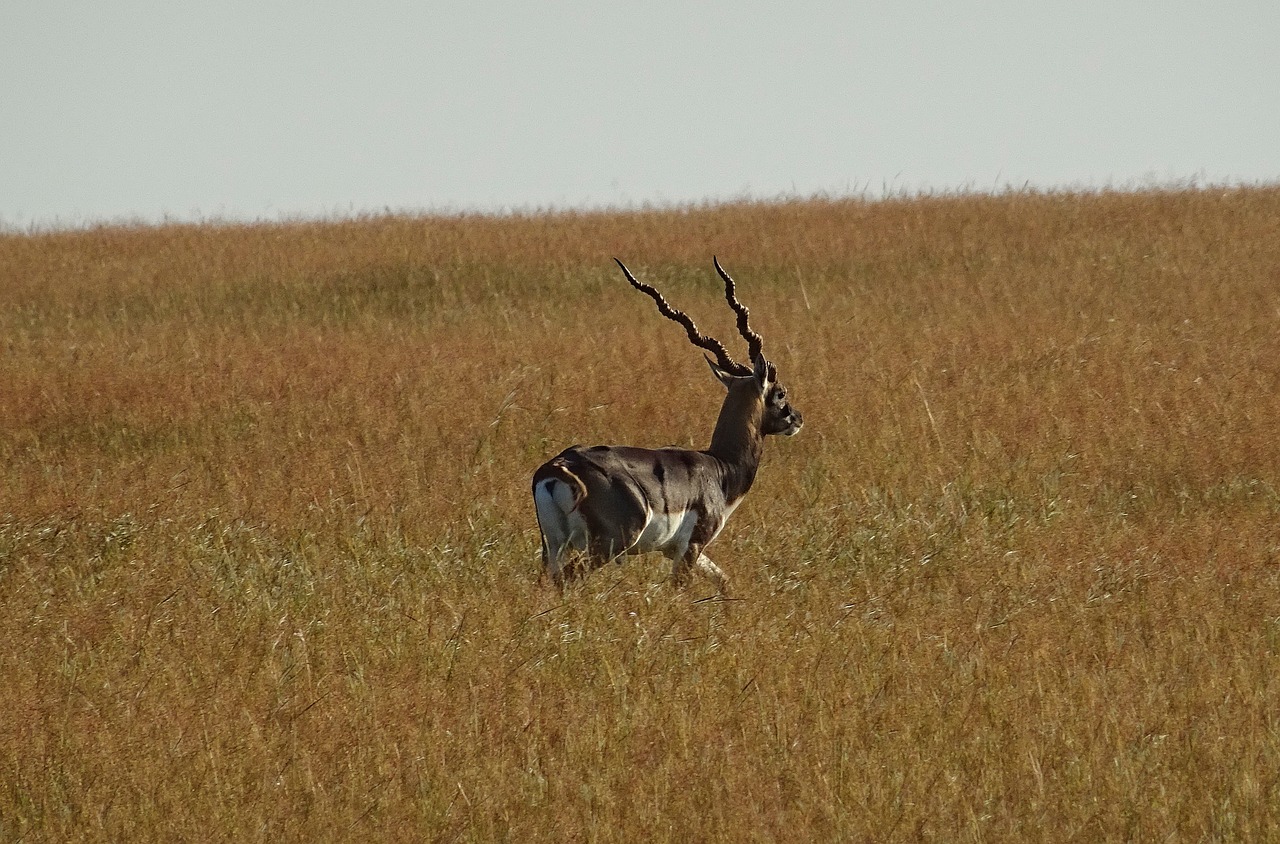 blackbuck antelope wild free photo