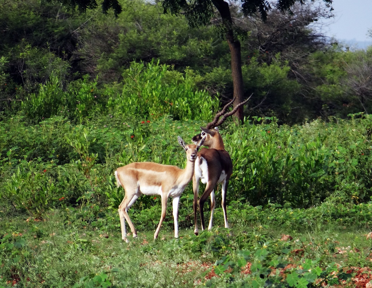 blackbuck animal antelope free photo