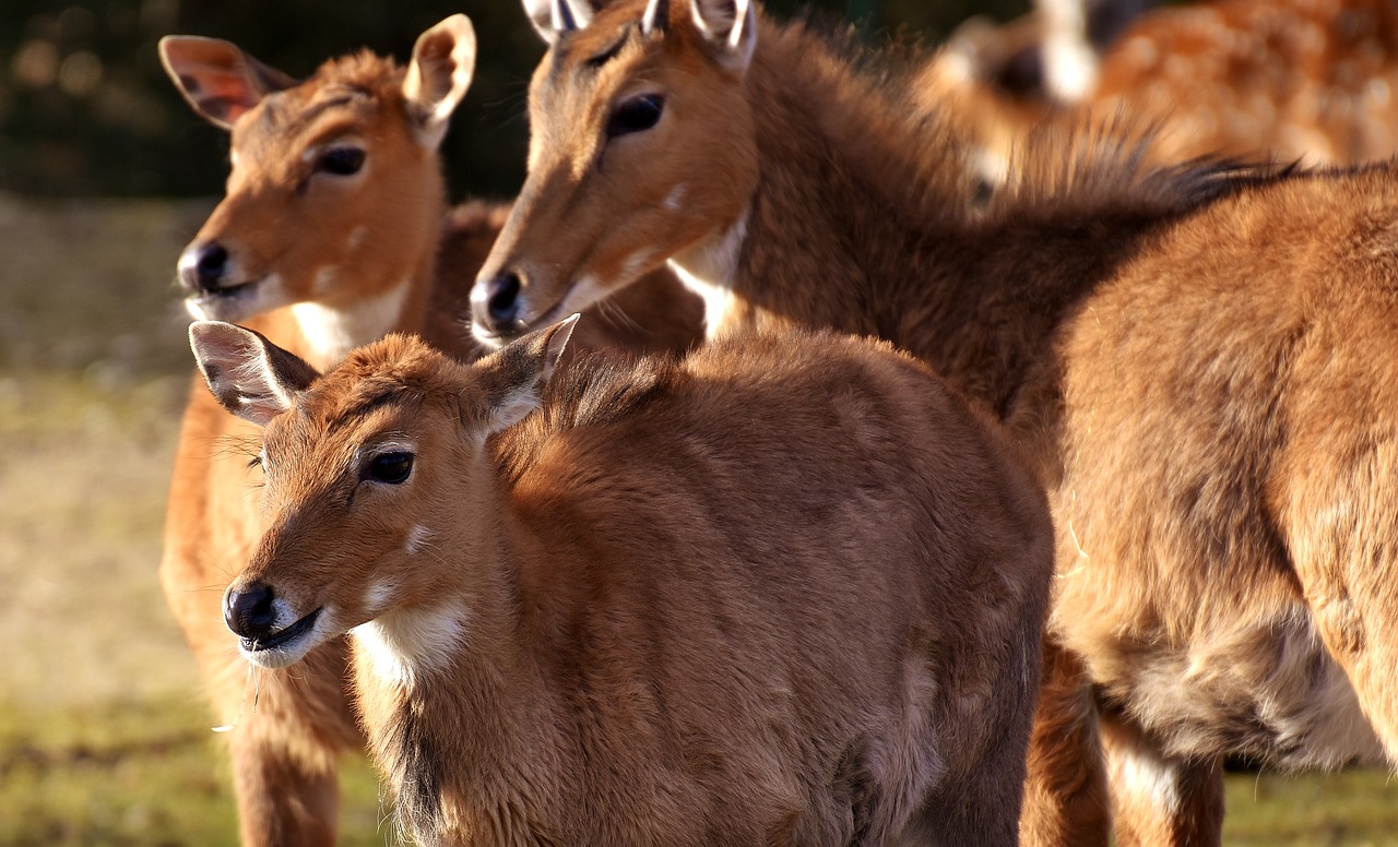 blackbuck wild animal african animal free photo