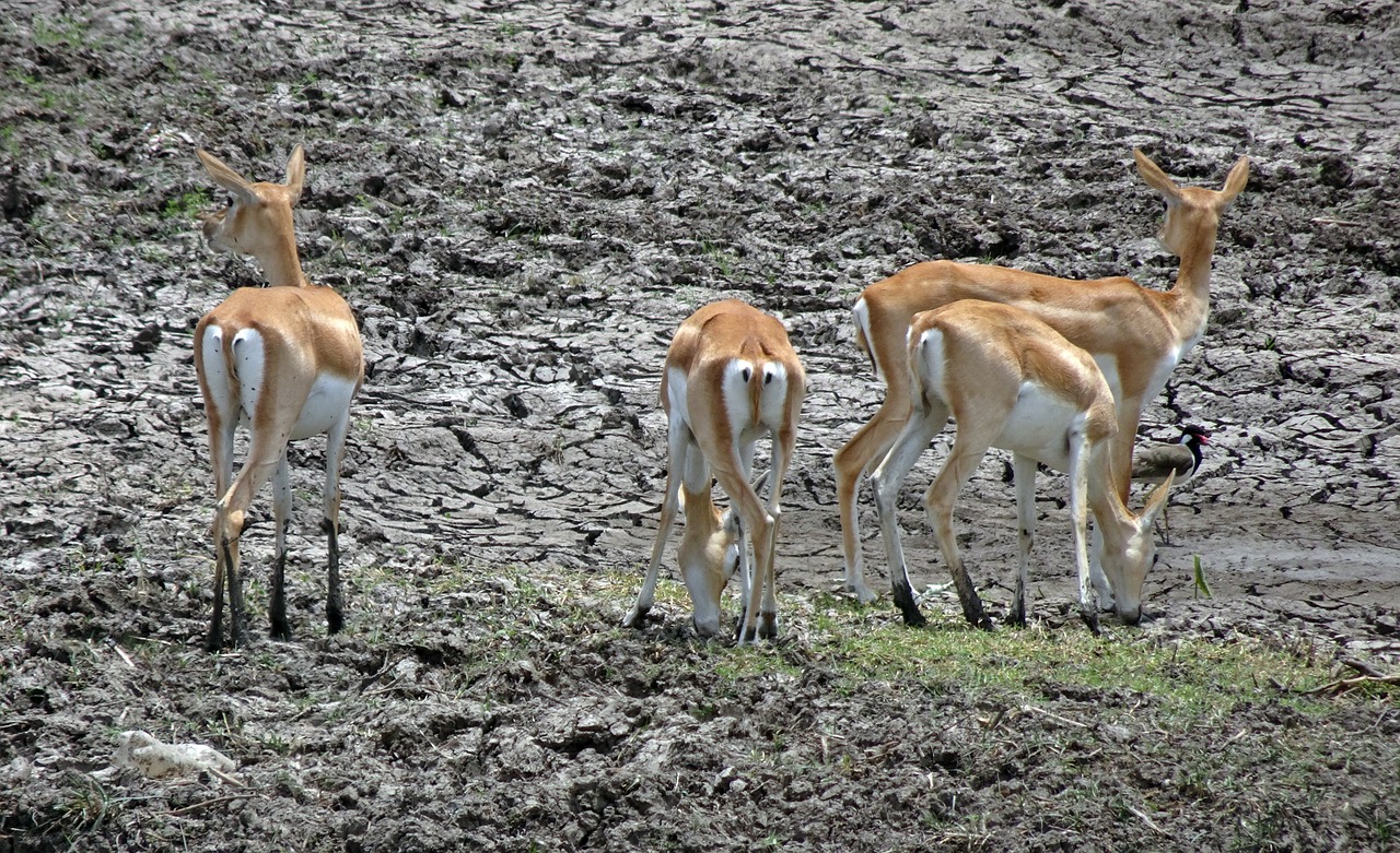 blackbuck  antilope cervicapra  indian antelope free photo